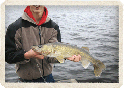 Walleye